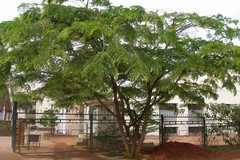 Cassia renigera